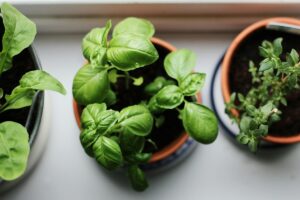 Vasi di basilico e rosmarino con luce naturale