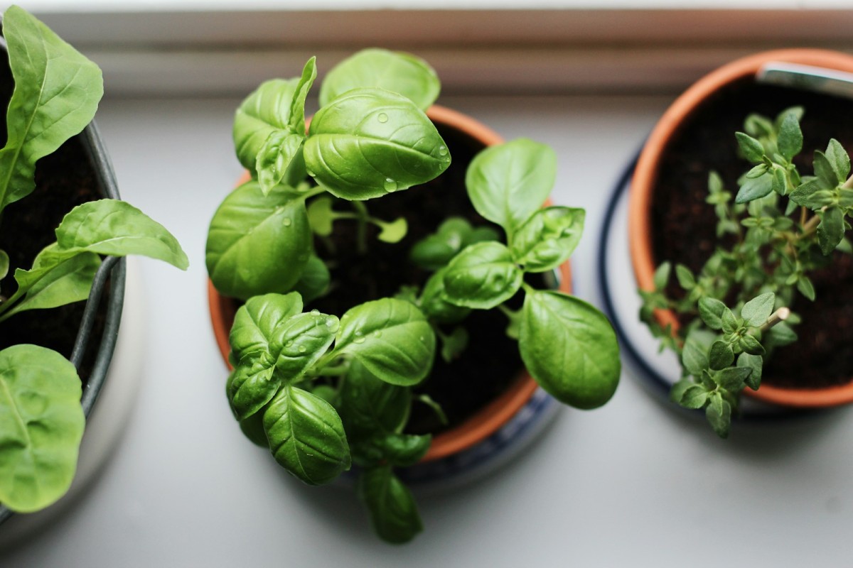Vasi di basilico e rosmarino con luce naturale