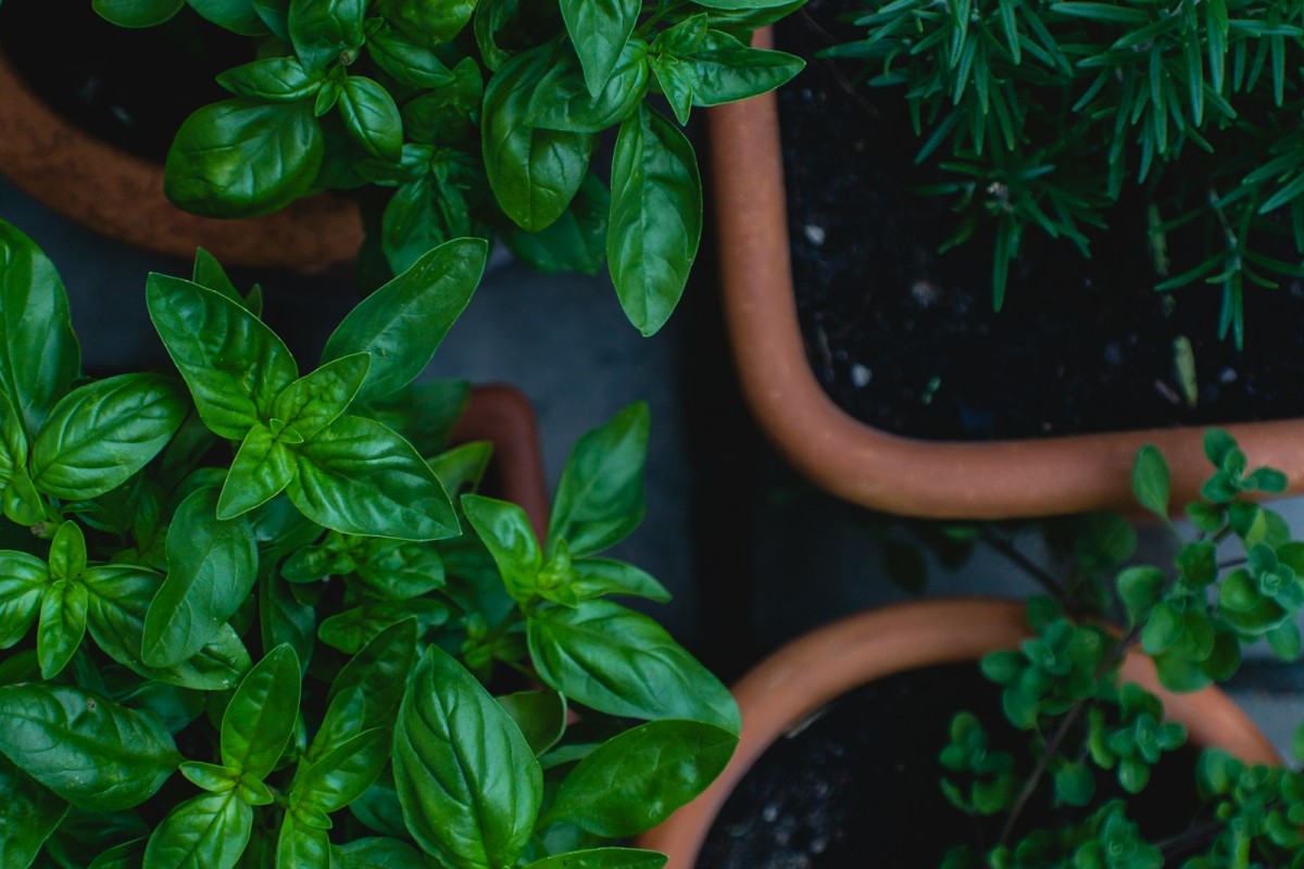 Erbe aromatiche coltivate in vasi viste dall