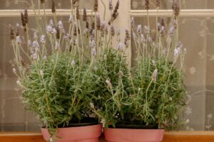 Lavanda in vaso su balcone luminoso