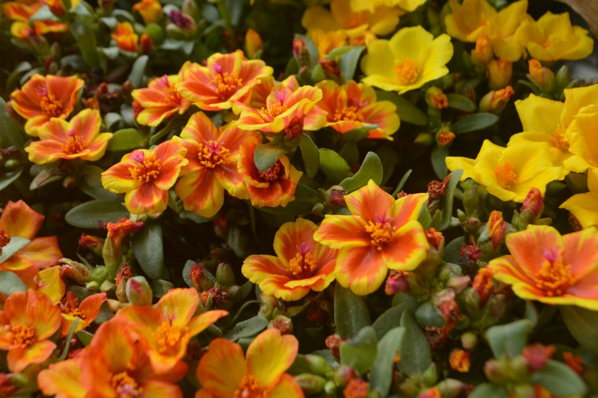 Portulaca fiorita in vaso con luce estiva