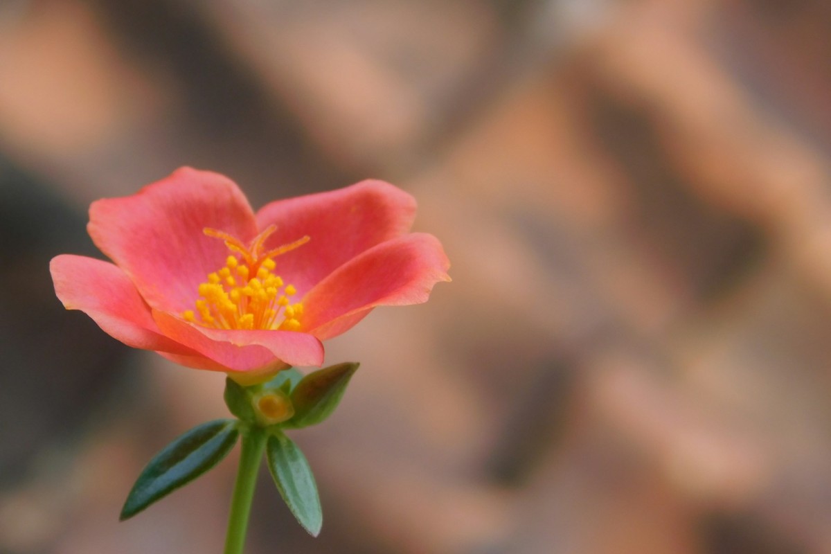 Fiore rosa di portulaca in primo piano