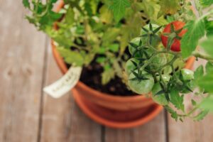 Pomodori maturi e verdi su pianta in vaso