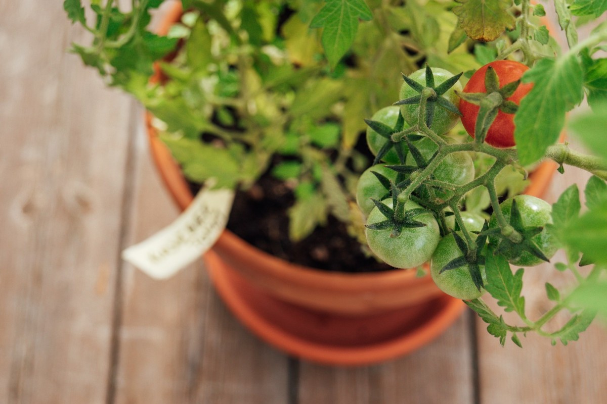 Pomodori maturi e verdi su pianta in vaso