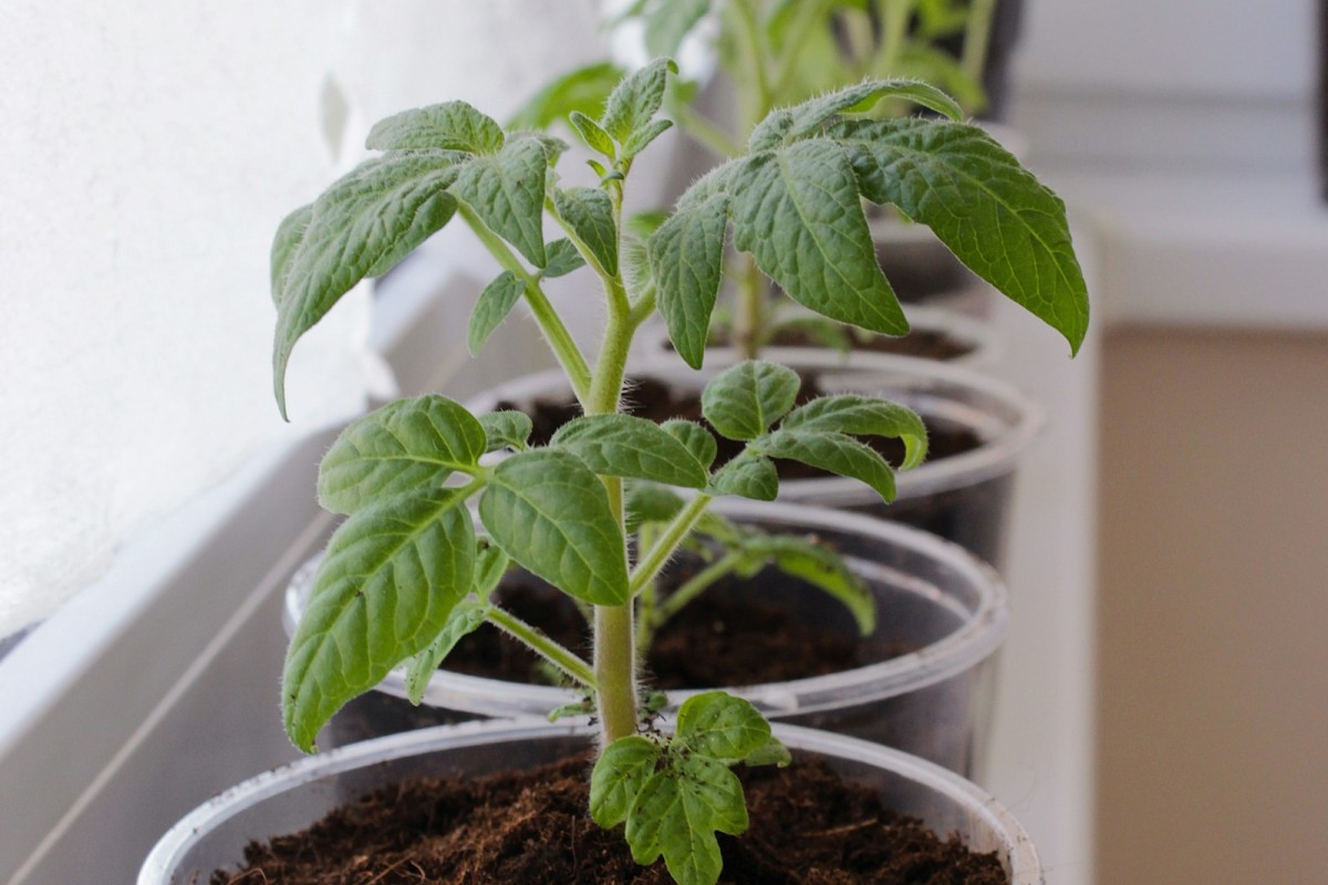 Giovani piante di pomodoro in piccoli vasi