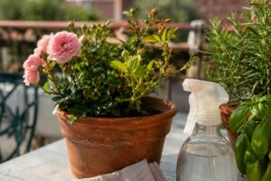 Afidi su una pianta in vaso con spruzzino di sapone molle sul balcone