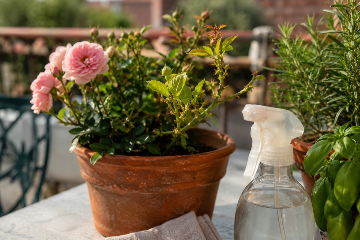 Afidi su una pianta in vaso con spruzzino di sapone molle sul balcone