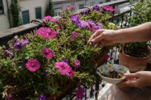 Surfinie e petunie in vaso sul balcone con fiori secchi rimossi a mano durante il caldo estivo
