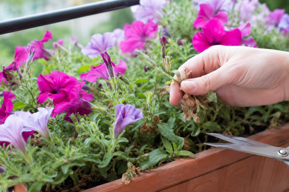 Mano che elimina fiori secchi da petunie e surfinie in una cassetta da balcone
