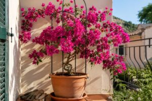Bouganville in vaso fiorita su un balcone assolato con vaso in terracotta
