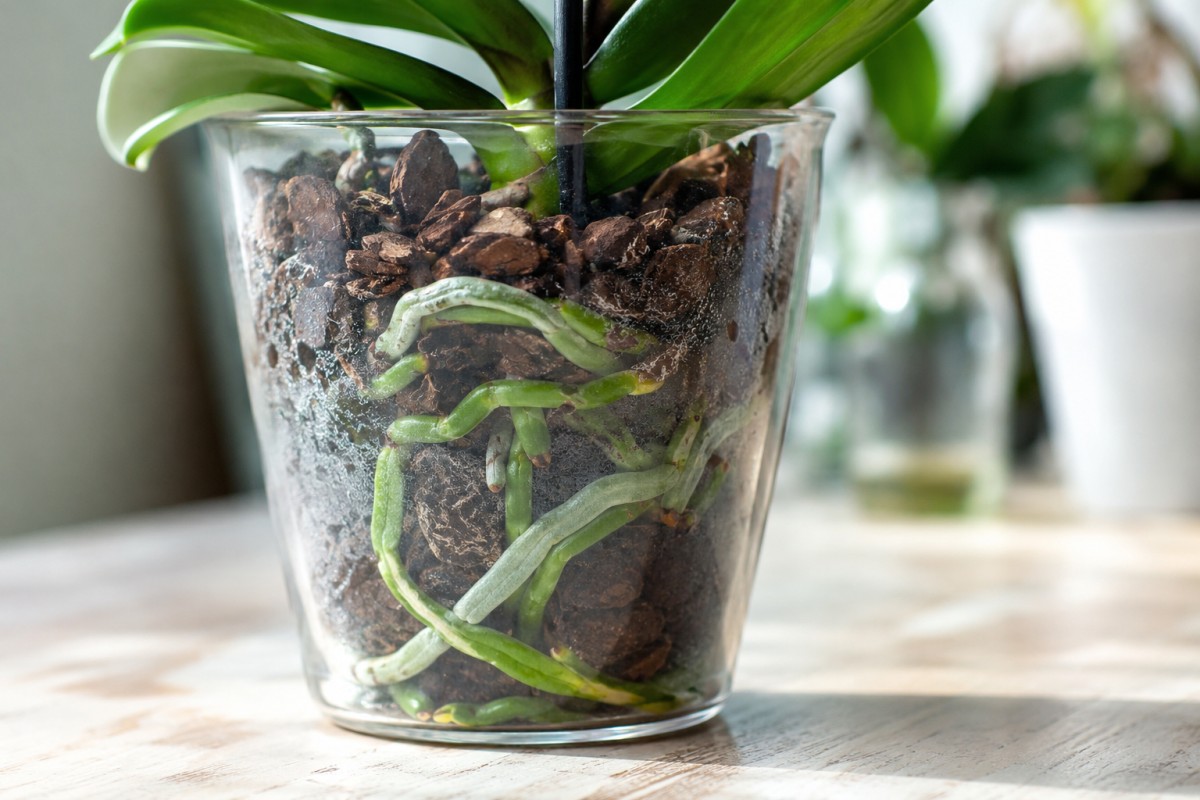 Dettaglio del vaso trasparente di orchidea con radici e condensa leggera