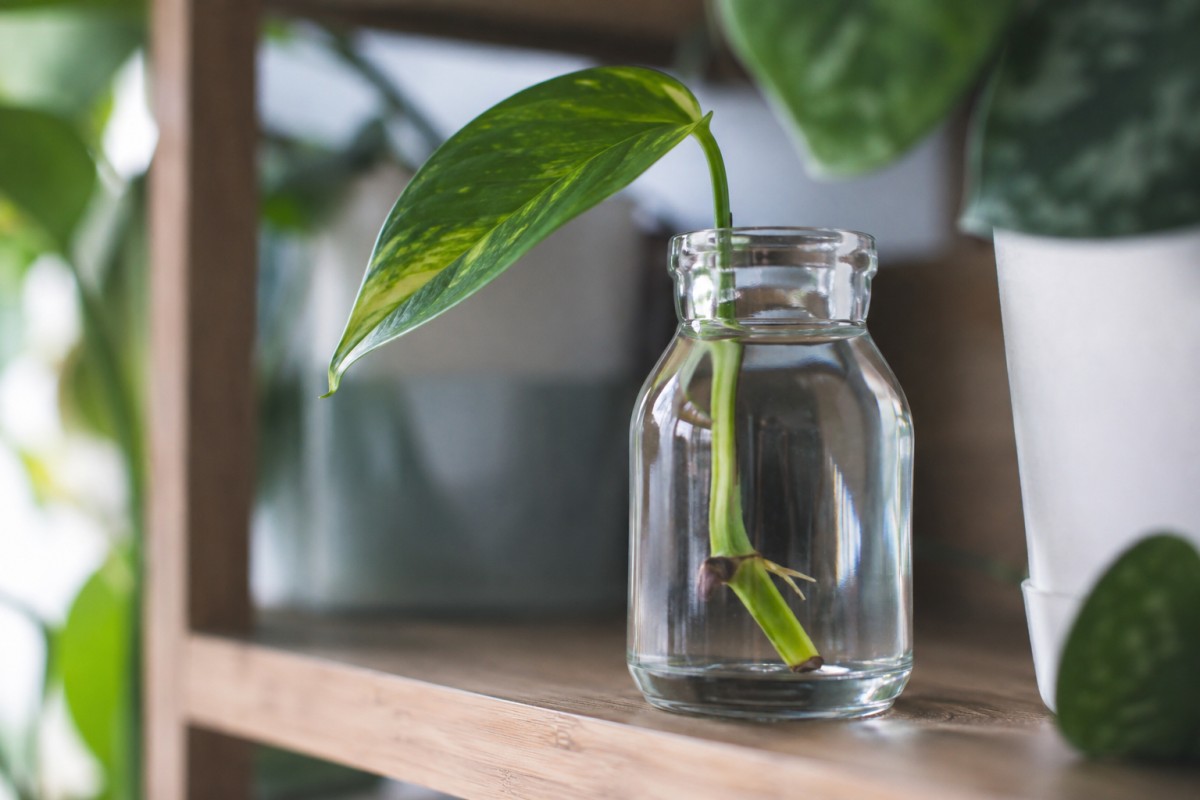 Talea di pothos con nodo immerso correttamente in acqua