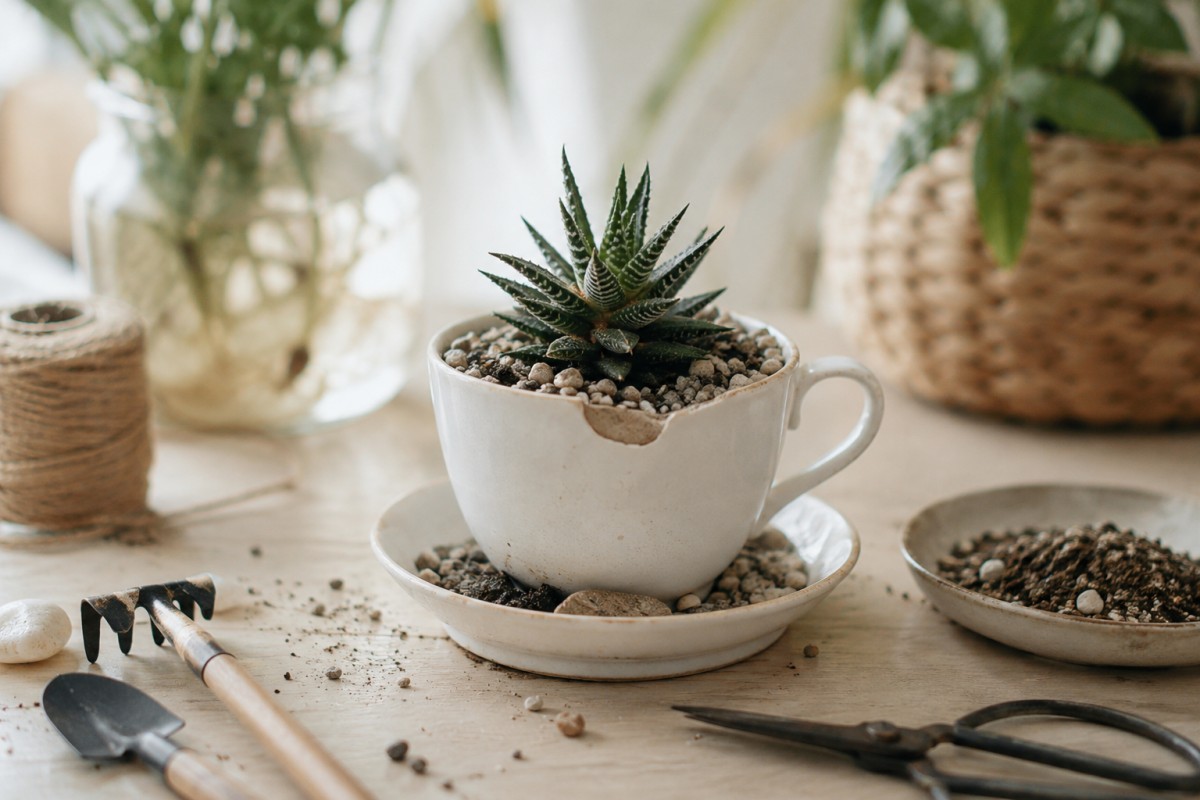 Tazza sbeccata usata come piccolo vaso per succulenta