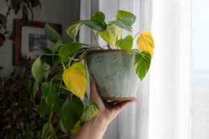 Pothos in vaso vicino alla finestra con alcune foglie gialle controllato prima dell'annaffiatura