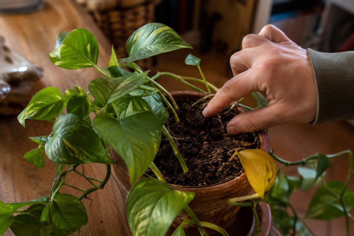 Controllo del terriccio di un Pothos prima di annaffiare