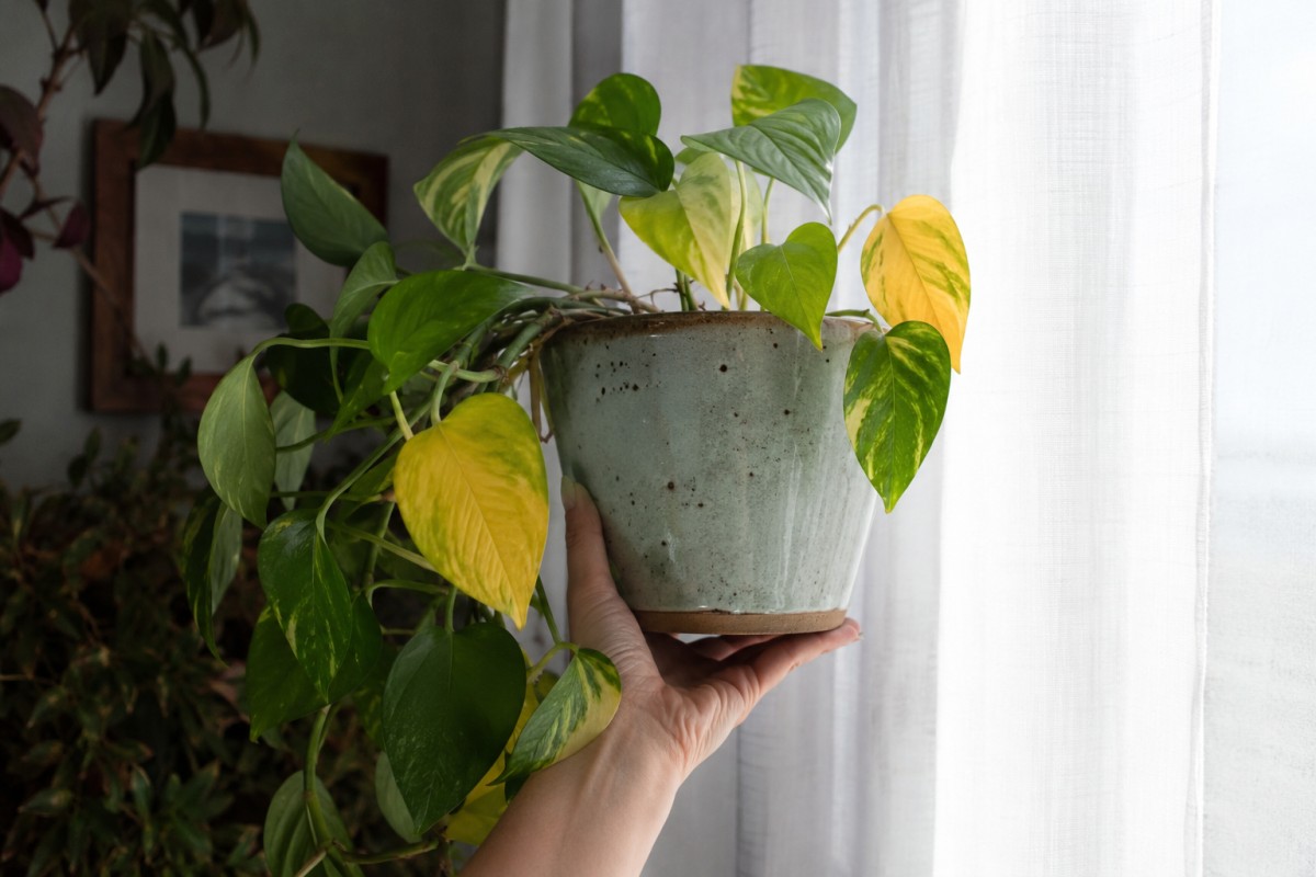 Pothos con foglie gialle in estate vicino a una finestra luminosa