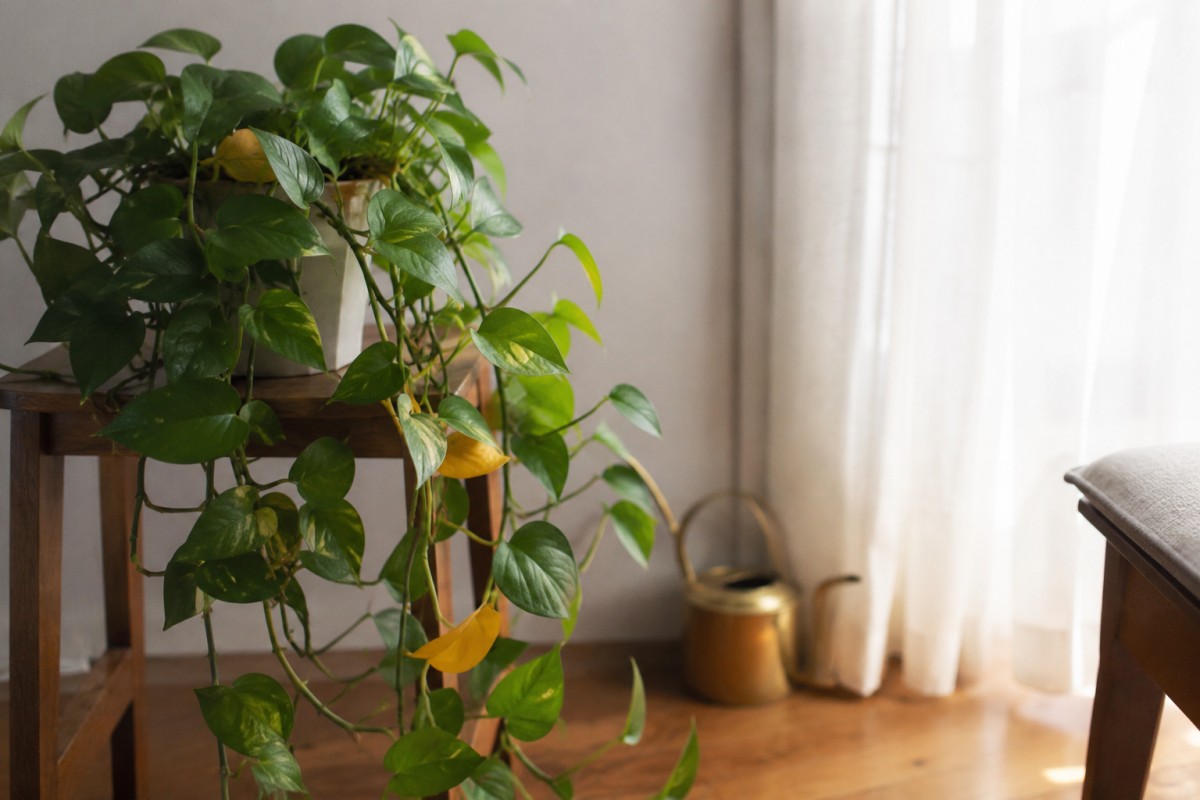 Pothos spostato dalla finestra calda in luce filtrata