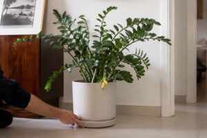 Zamioculcas in vaso con fusti molli controllata prima dell'annaffiatura estiva