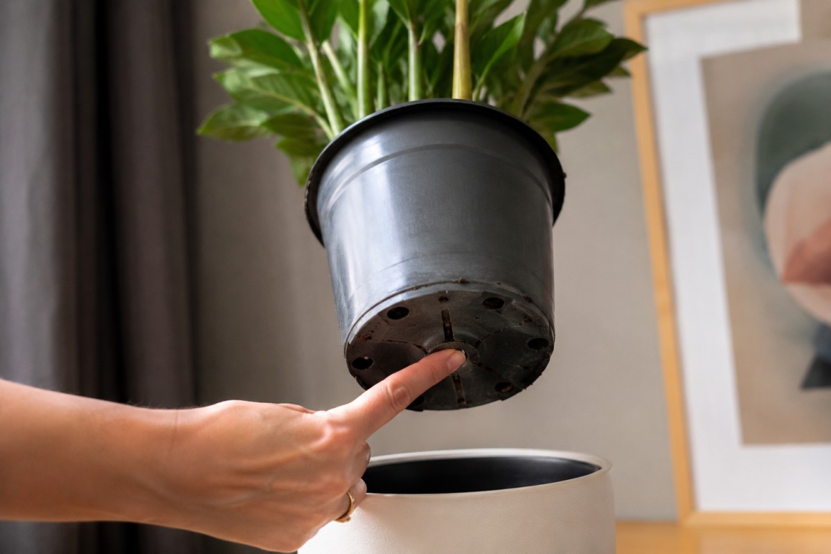 Controllo del sottovaso e del drenaggio di una Zamioculcas