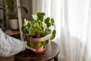 Pilea peperomioides con foglie piegate vicino a una finestra estiva