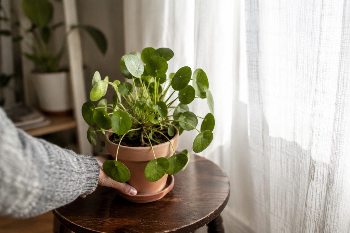 Pilea con foglie piegate controllata vicino alla finestra
