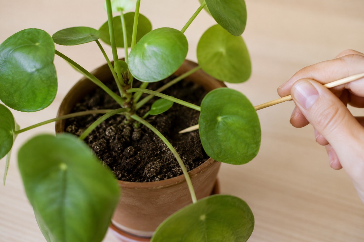 Controllo del terriccio di una Pilea con uno stecchino