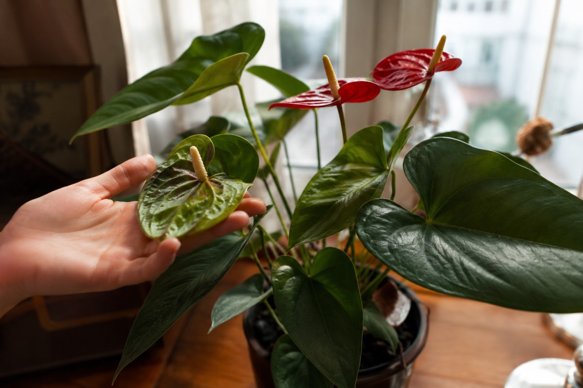 Anthurium con fiori verdi in estate vicino alla luce filtrata