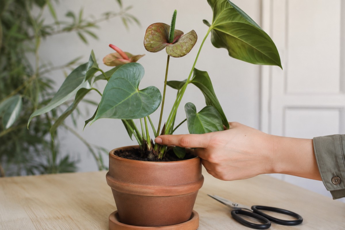 Spata vecchia di Anthurium e forbici pulite per il taglio corretto