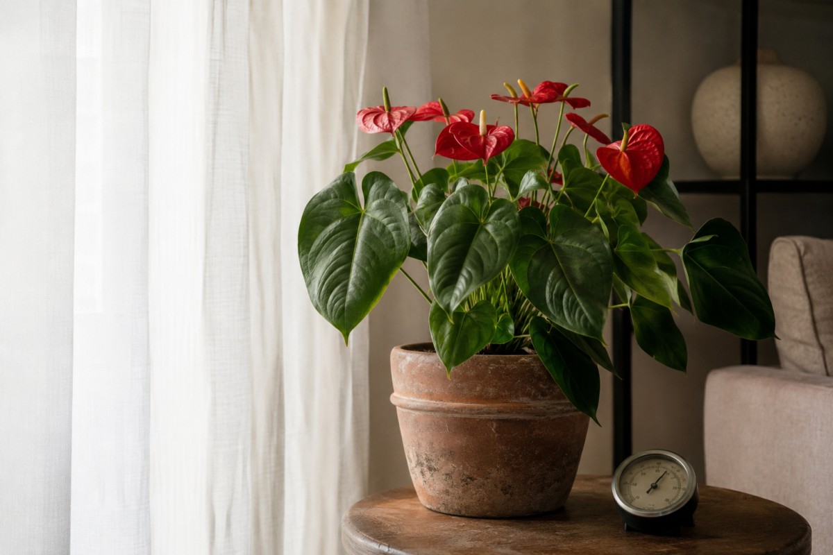 Anthurium spostato lontano dal sole diretto in una stanza luminosa