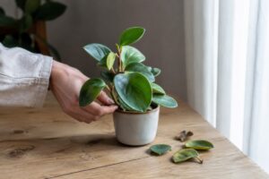 Peperomia in vaso con alcune foglie cadute controllata in estate