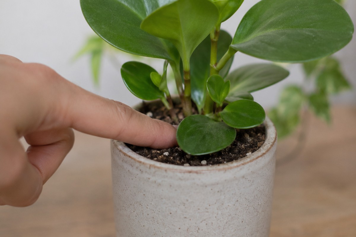 Controllo del terriccio e del drenaggio di una Peperomia